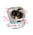 チワックスのミント（個別スタンプ：6）