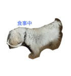 犬のペロスタンプ（個別スタンプ：1）
