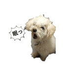犬のペロスタンプ（個別スタンプ：3）