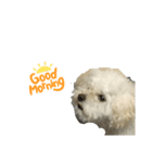 犬のペロスタンプ（個別スタンプ：6）