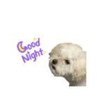 犬のペロスタンプ（個別スタンプ：7）
