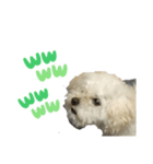 犬のペロスタンプ（個別スタンプ：8）