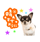 Daddy's Family2（個別スタンプ：3）