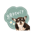 Daddy's Family2（個別スタンプ：31）