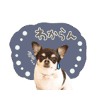 Daddy's Family2（個別スタンプ：33）