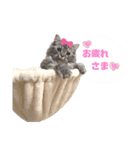 LUNA ＆ DIANA 第2弾（個別スタンプ：1）