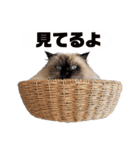 LUNA ＆ DIANA 第2弾（個別スタンプ：18）
