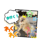 pomeranian kaito2（個別スタンプ：2）