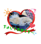 pomeranian kaito2（個別スタンプ：3）