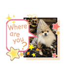pomeranian kaito2（個別スタンプ：4）