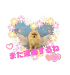 pomeranian kaito2（個別スタンプ：5）