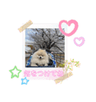 pomeranian kaito2（個別スタンプ：8）