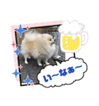 pomeranian kaito2（個別スタンプ：9）