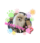pomeranian kaito2（個別スタンプ：10）