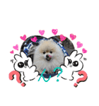 pomeranian kaito2（個別スタンプ：11）