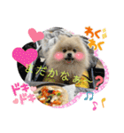 pomeranian kaito2（個別スタンプ：12）