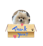 pomeranian kaito2（個別スタンプ：13）