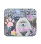pomeranian kaito2（個別スタンプ：14）