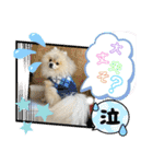 pomeranian kaito2（個別スタンプ：16）