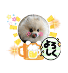 pomeranian kaito2（個別スタンプ：19）