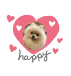 pomeranian kaito2（個別スタンプ：20）