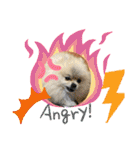 pomeranian kaito2（個別スタンプ：21）