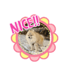 pomeranian kaito2（個別スタンプ：22）
