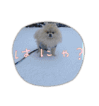 pomeranian kaito2（個別スタンプ：23）
