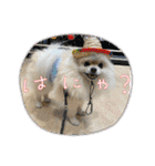 pomeranian kaito2（個別スタンプ：24）