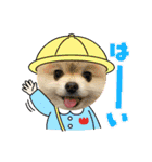 pomeranian kaito2（個別スタンプ：27）