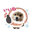 pomeranian kaito2（個別スタンプ：28）
