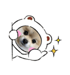 pomeranian kaito2（個別スタンプ：30）