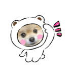 pomeranian kaito2（個別スタンプ：31）