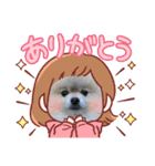 pomeranian kaito2（個別スタンプ：37）