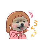 pomeranian kaito2（個別スタンプ：40）