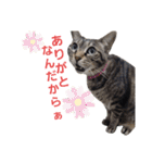 イエネコ5兄弟（個別スタンプ：2）