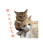 イエネコ5兄弟（個別スタンプ：4）