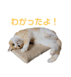 イエネコ5兄弟（個別スタンプ：9）