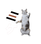 イエネコ5兄弟（個別スタンプ：12）