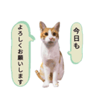 ではさんのスタンプ（よろしく）（個別スタンプ：2）