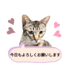 ではさんのスタンプ（よろしく）（個別スタンプ：3）