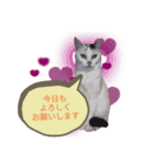 ではさんのスタンプ（よろしく）（個別スタンプ：4）