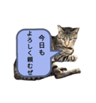 ではさんのスタンプ（よろしく）（個別スタンプ：5）