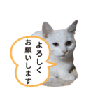 ではさんのスタンプ（よろしく）（個別スタンプ：6）