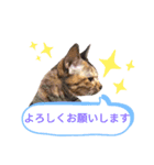 ではさんのスタンプ（よろしく）（個別スタンプ：7）