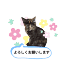 ではさんのスタンプ（よろしく）（個別スタンプ：8）