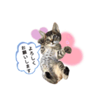 ではさんのスタンプ（よろしく）（個別スタンプ：9）