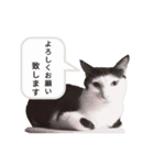 ではさんのスタンプ（よろしく）（個別スタンプ：11）