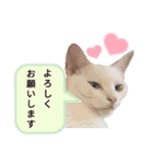 ではさんのスタンプ（よろしく）（個別スタンプ：12）