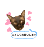 ではさんのスタンプ（よろしく）（個別スタンプ：14）